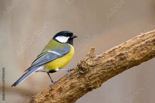 A great tit sitting on a twig photo