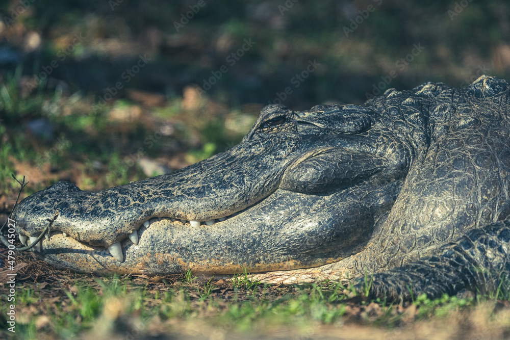 Fototapeta premium Gator