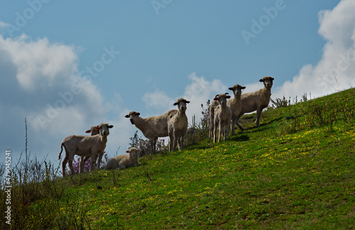 Russia. The South of Western Siberia  the Altai Mountains. A small flock of sheep graze on spring flowering pastures at the foot of the mountains in the valley of the Bolshoy Ilgumen River.