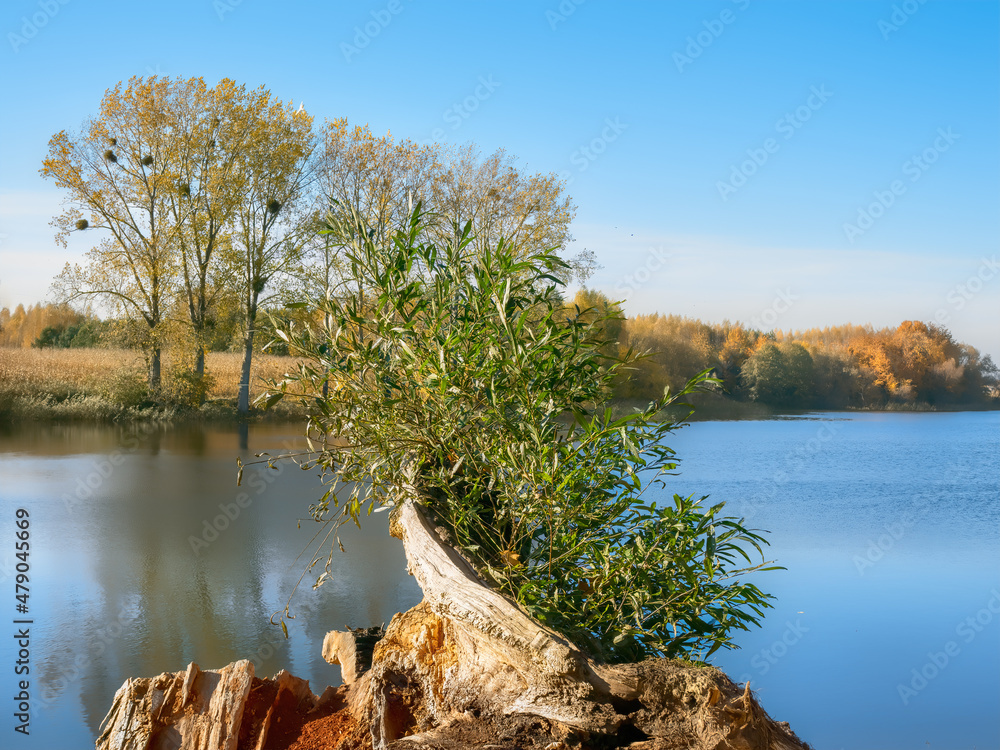 tree on the lake