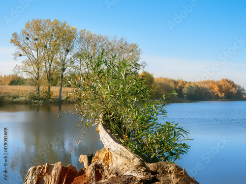 Obraz na płótnie tree on the lake w salonie