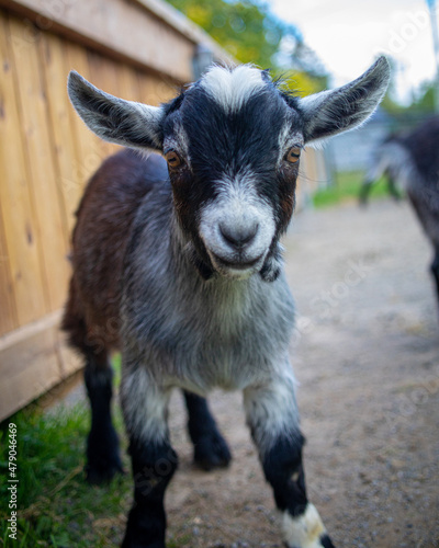 Foto Goat at the petting zoo