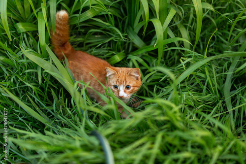 a red-haired kitten is playing in the grass © Ренат Хисматулин