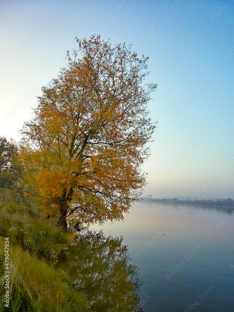 tree on the river