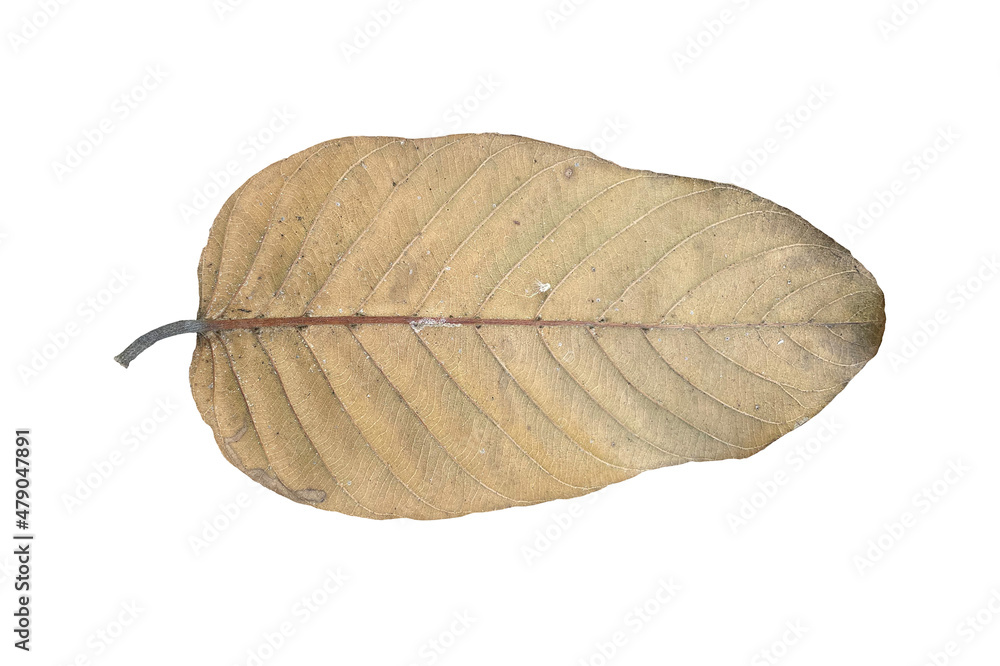 Dry leaf isolated on white background. Dry leaf isolated on white background.