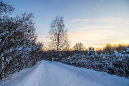 Winter landscape, snow-covered road in the park, trees in the snow
