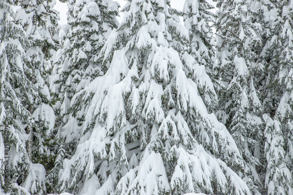 Heavy snow in the Pacific Northwest Heavy snow in the Pacific Northwest