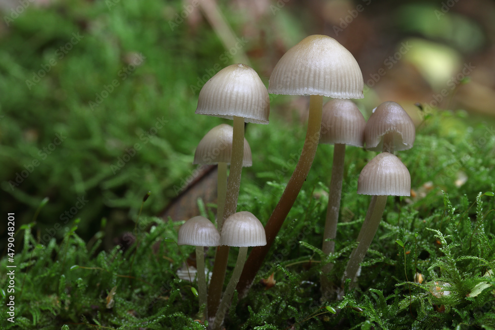 petits champignons blanc très fin, probablement un mycène petits champignons blanc très fin, probablement un mycène