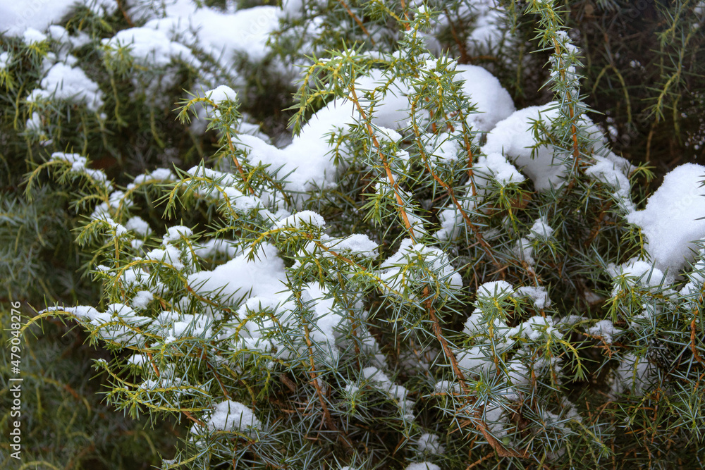 Juniper branches oblong under the snow. Winter background