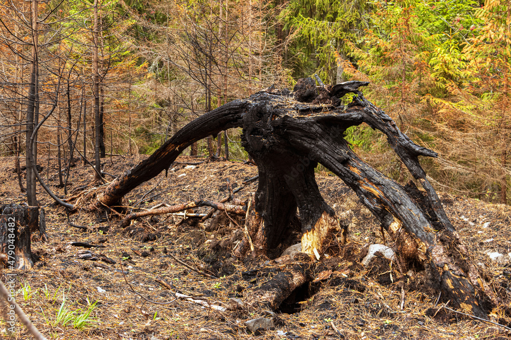 According to legend, this stump stopped a forest fire. Karelia, Russia