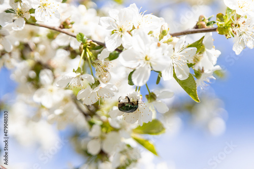 A bee collects pollen in flowers of a sour cherry tree.