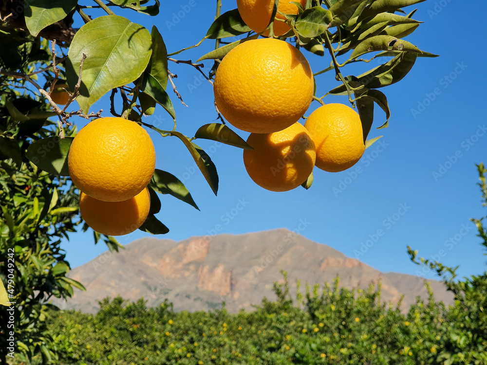 Φωτογραφία Vega Baja del Segura - Orihuela - Paisajes de la sierra, la huerta y sus detalles