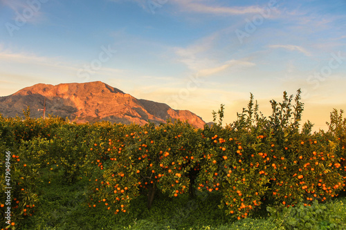 Vega Baja del Segura - Orihuela - Paisajes de la sierra, la huerta y sus detalles.