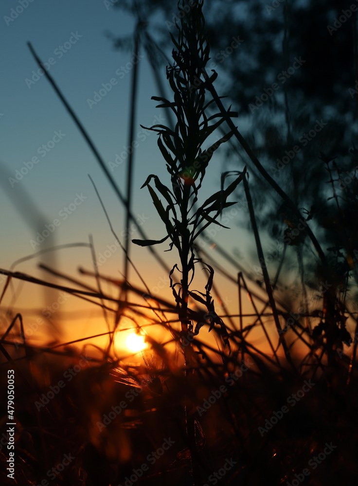 Fototapeta premium paisaje de amanecer en verano en el campo
