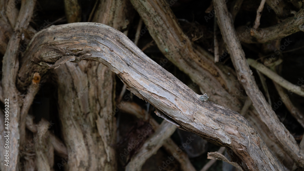 Nature abstract: Gnarled Weathered Ancient Vines Climbing the Hidden Stone Wall Nature abstract: Gnarled Weathered Ancient Vines Climbing the Hidden Stone Wall