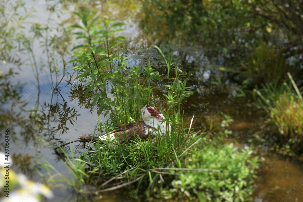 Muscovy on edge of pond