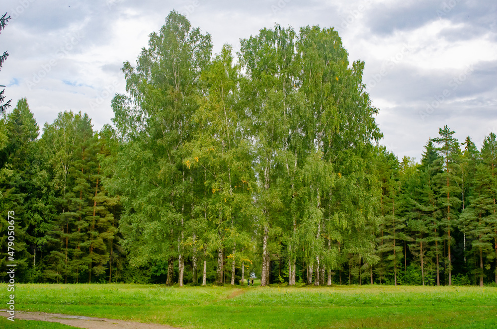 Fototapeta premium Круг белых берёз