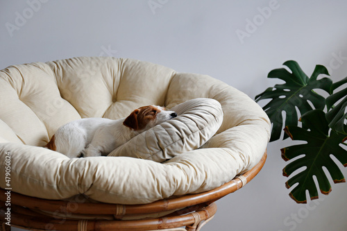 Portrait of four months old wire haired Jack Russell Terrier puppy sleeping in the dog bed. Small rough coated doggy with funny fur stains resting in a lounger. Close up, copy space, background. photo