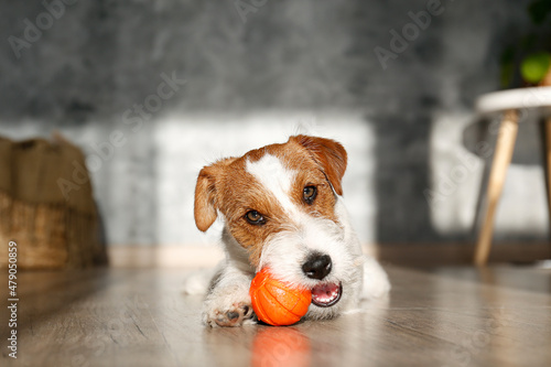 Cute four months old wire haired Jack Russel terrier puppy playing with orange rubber ball. Adorable rough coated pup chewing a toy on a hardwood floor. Close up, copy space, wood textured background. photo