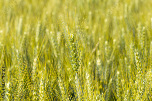Ears of wheat in the French countryside in Europe  France  Isere  the Alps  in summer on a sunny day.