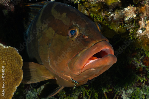 A nassau grouper lurking in a hole in the reef has some cleaner gobies on his face. The fish at this cleaning station are enacting a symbiotic relationship