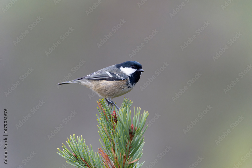 Obraz premium Coat tit, Periparus ater