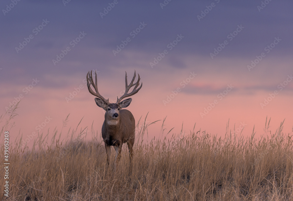Mule Deer Buck Silhouetted at Sunset in Colorado in Autumn Mule Deer Buck Silhouetted at Sunset in Colorado in Autumn