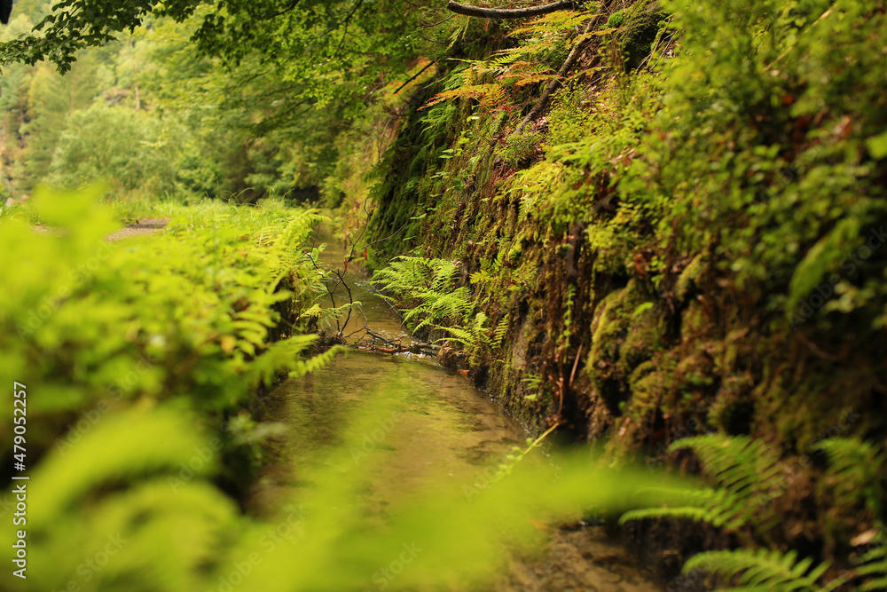 Natur Fluss Blätter Grün Braun Natur Fluss Blätter Grün Braun