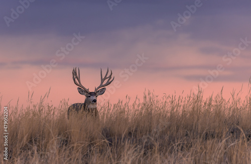 Valokuva Mule Deer Buck Silhouetted at Sunset in Colorado in Autumn