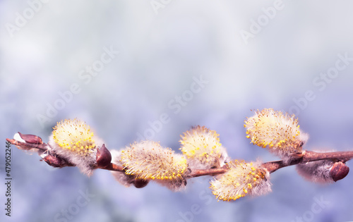 a spring background with flowering willow branches against the blue sky in the sunlight. Easter days. High quality photo