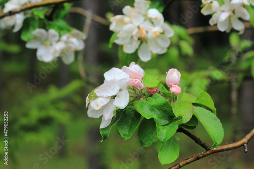 Apple tree twigs with blooming white flowers after rain