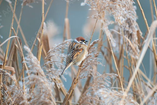 Fotografie, Obraz Tiny sparrow (Passer montanus) sitting on reed stalk