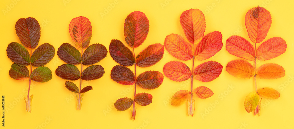Obraz premium Autumn composition. yellow rose leaves on a orange background