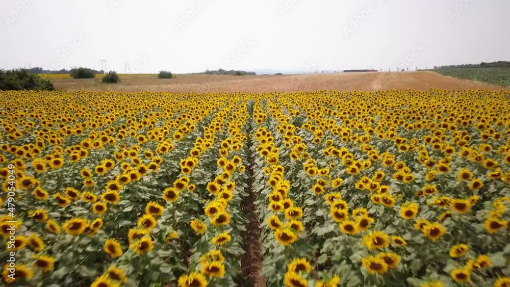 Sunflower Field - Aerial view of a sunflower field Sunflower Field - Aerial view of a sunflower field