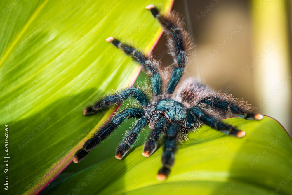 Cute pink-toed tarantula spider close up in the jungle - obrazy, fototapety, plakaty 
