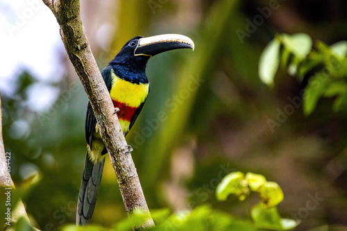 Green aracari toucan close up portrait in rainforest jungle