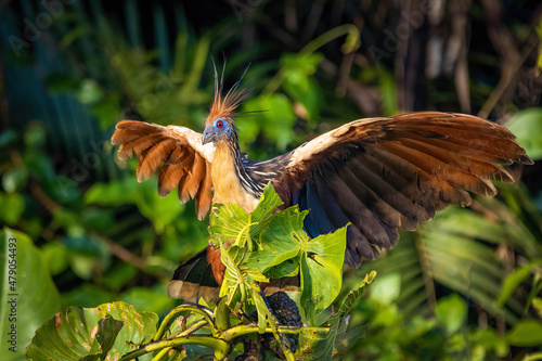 Hoatzin reptile bird close up portrait in rainforest jungle photo