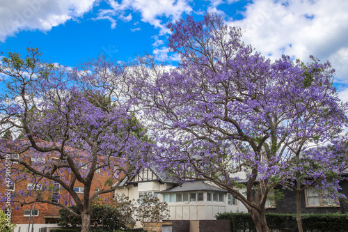 Blau Lila blühende Jacaranda Bäume in Sydney