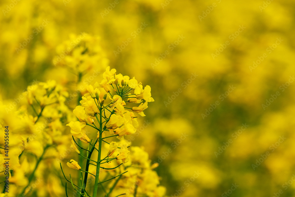 Yellow rapeseed flowers in the field. Rapeseed flowering. Rapeseed cultivation