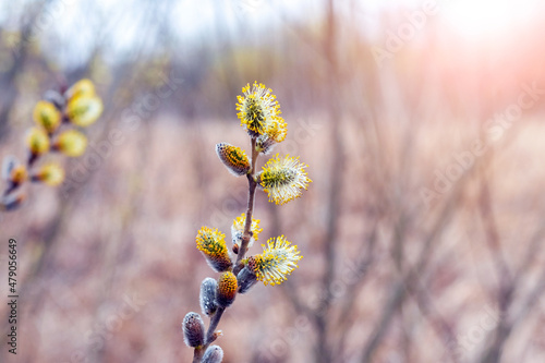 Willow branch with large fluffy catkins on a blurred background in the sun. Easter background © Volodymyr