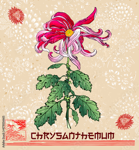 Chrysanthemum. Title written in japanese style font. Vector set of chrysanthemum illustration with leaves,stems and flowers in different colors. Hand drawn Japanese and modern tattoo style design. photo