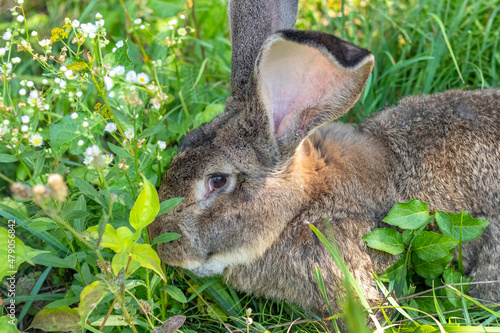 Big gray rabbit breed Vander on the green grass. Rabbit eats grass. Breeding rabbits on the farm photo