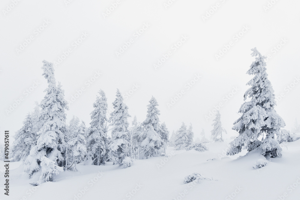 Piękna biała zima w górach, śnieg w Karkonoszach, szlak górski, ośnieżone choinki, ferie zimowe. - obrazy, fototapety, plakaty 