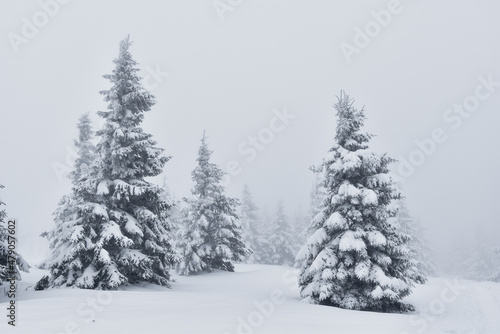 Piękna biała zima w górach, śnieg w Karkonoszach, szlak górski, ośnieżone choinki, ferie zimowe. © Anita