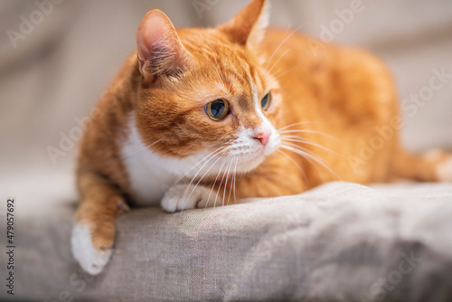 Beautiful purebred domestic cat photographed in a home studio. © shymar27