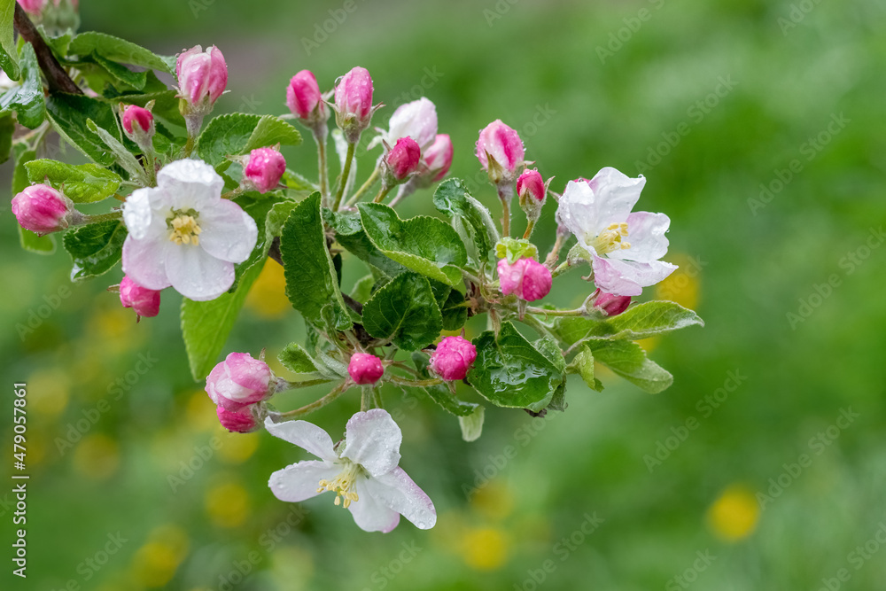 Obraz premium Apple tree branch with pink flowers and buds. Raindrops on apple blossoms