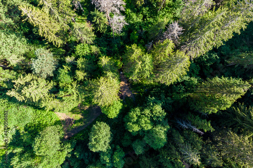 Tops of coniferous trees in a wild forest, aerial view in flight