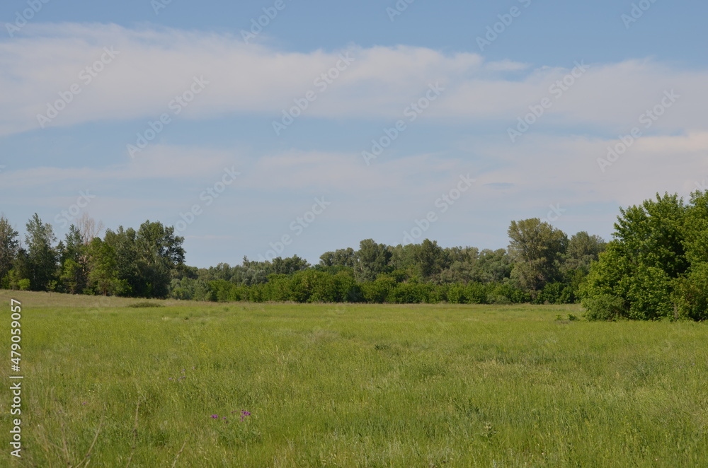 landscape with trees and sky landscape with trees and sky