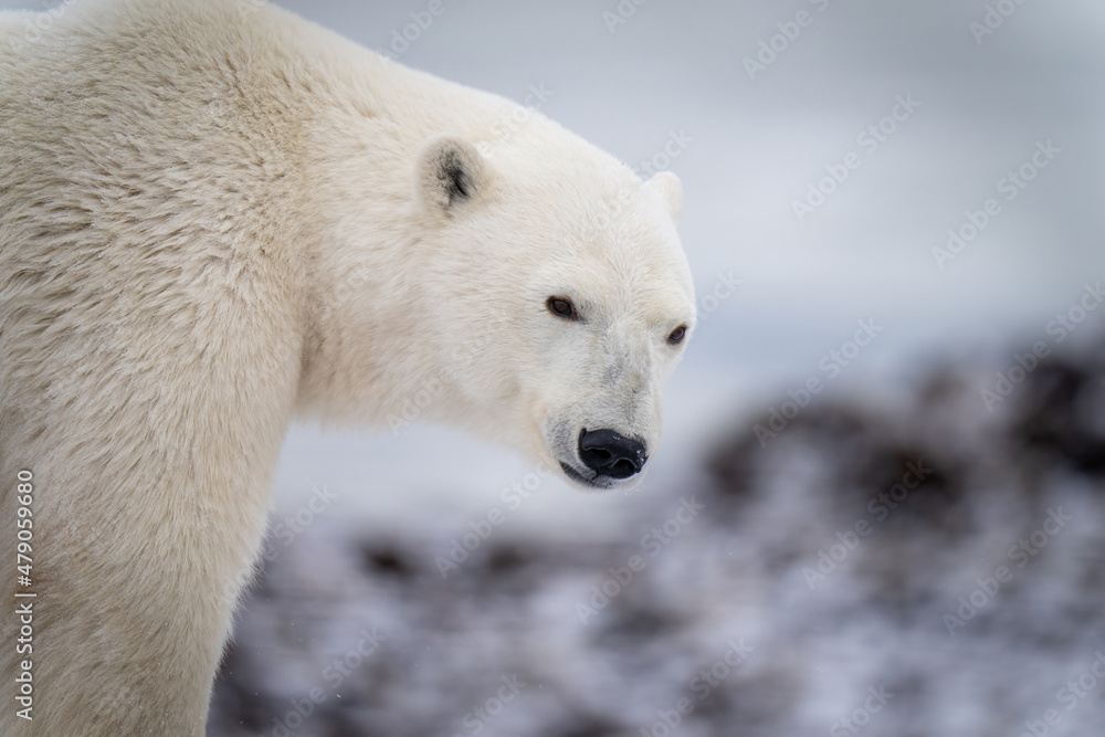 Close-up of polar bear standing on rocks Close-up of polar bear standing on rocks