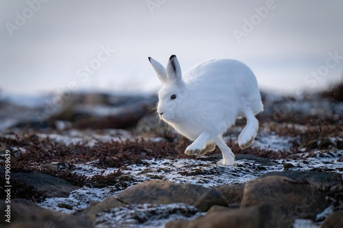 Arctic hare races past rocks on tundra photo